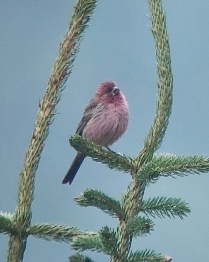 Red-mantled Rosefinch - ML620396194