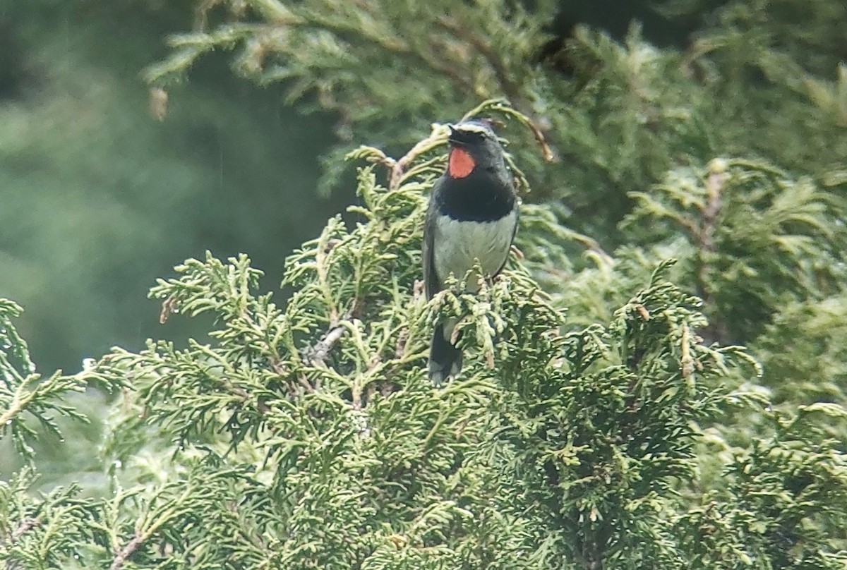 Himalayan Rubythroat - ML620396200