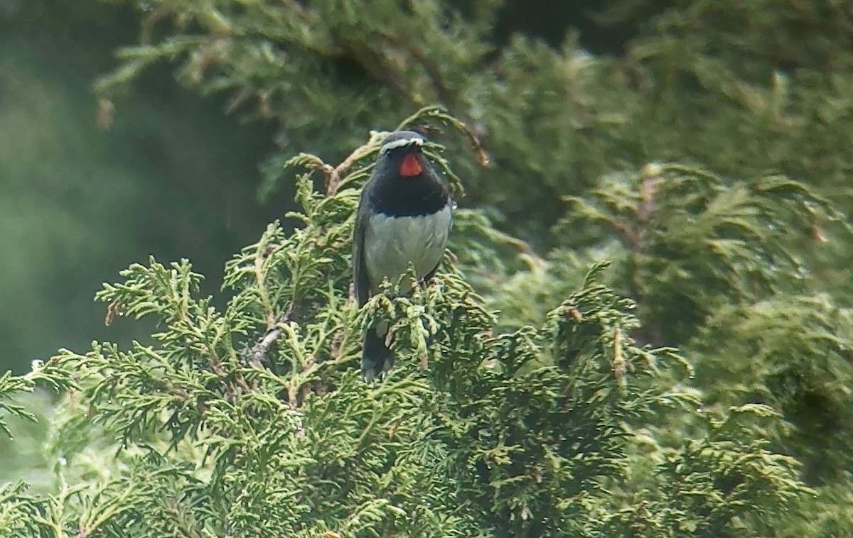 Himalayan Rubythroat - ML620396201