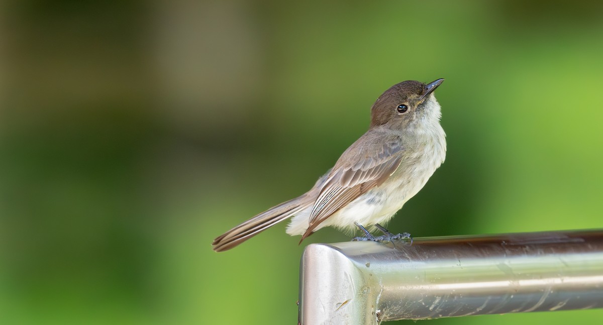 Eastern Phoebe - ML620396206