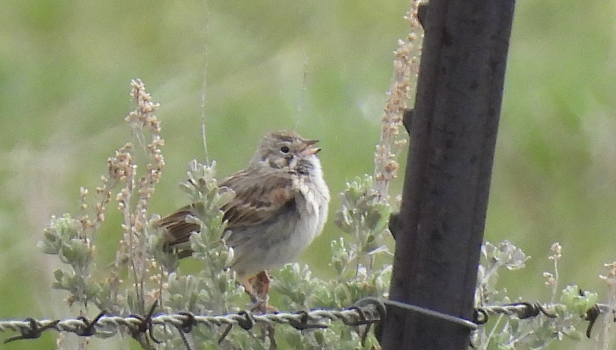 Vesper Sparrow - ML620396221