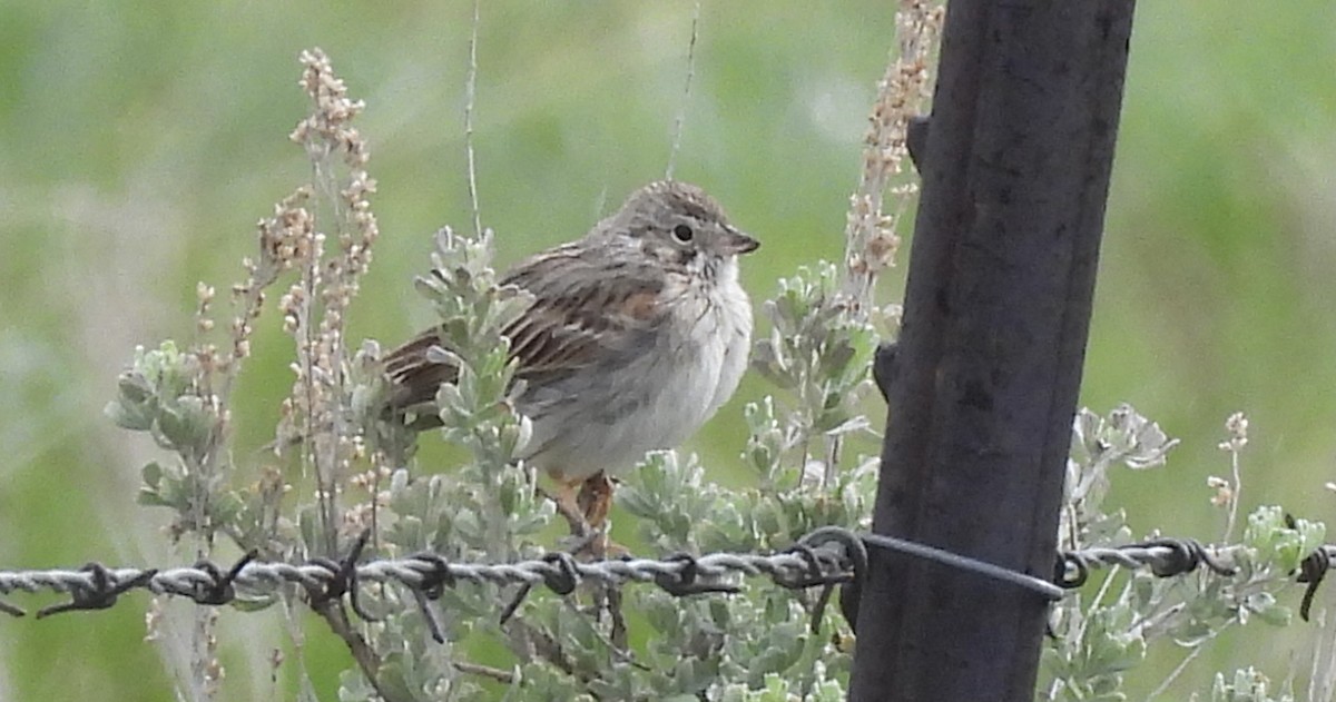 Vesper Sparrow - ML620396222