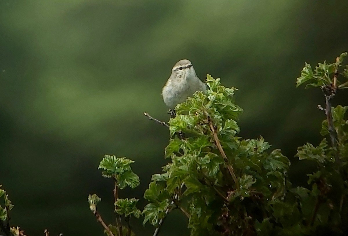 Hume's Warbler - ML620396227