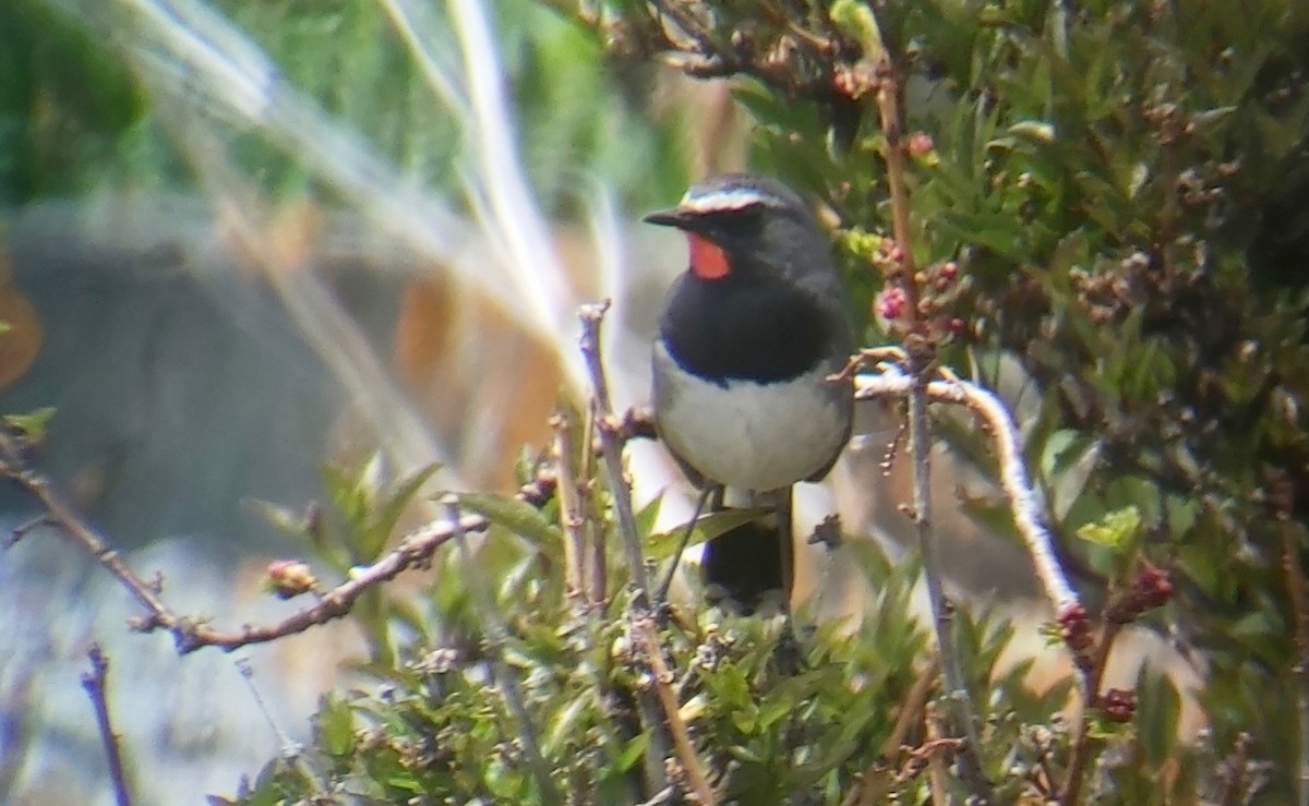 Himalayan Rubythroat - ML620396230