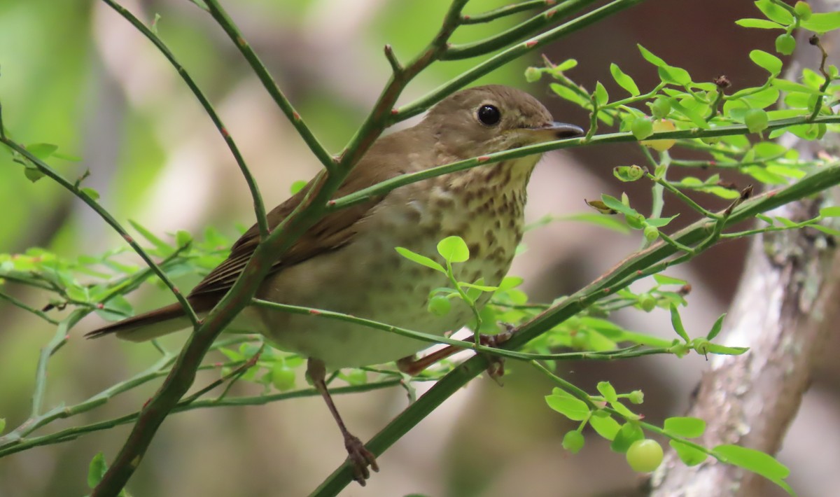 Swainson's Thrush - ML620396231