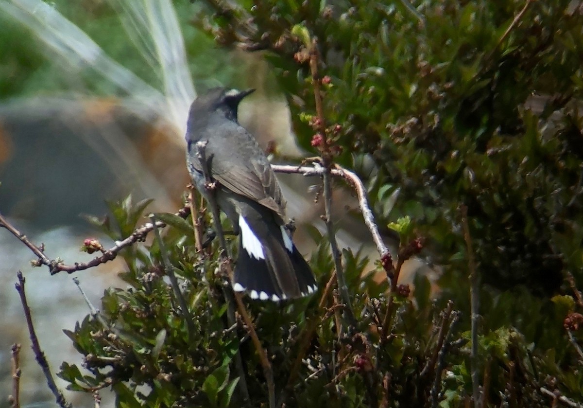 Himalayan Rubythroat - ML620396232