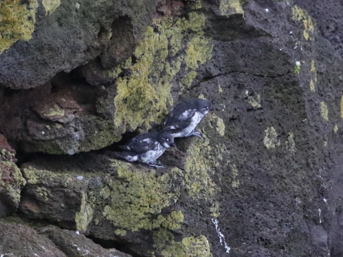 Least Auklet - ML620396235