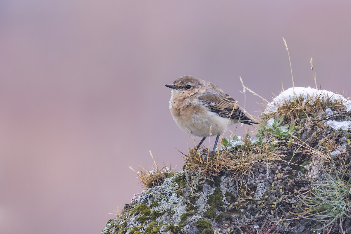 Northern Wheatear - Max Khoo