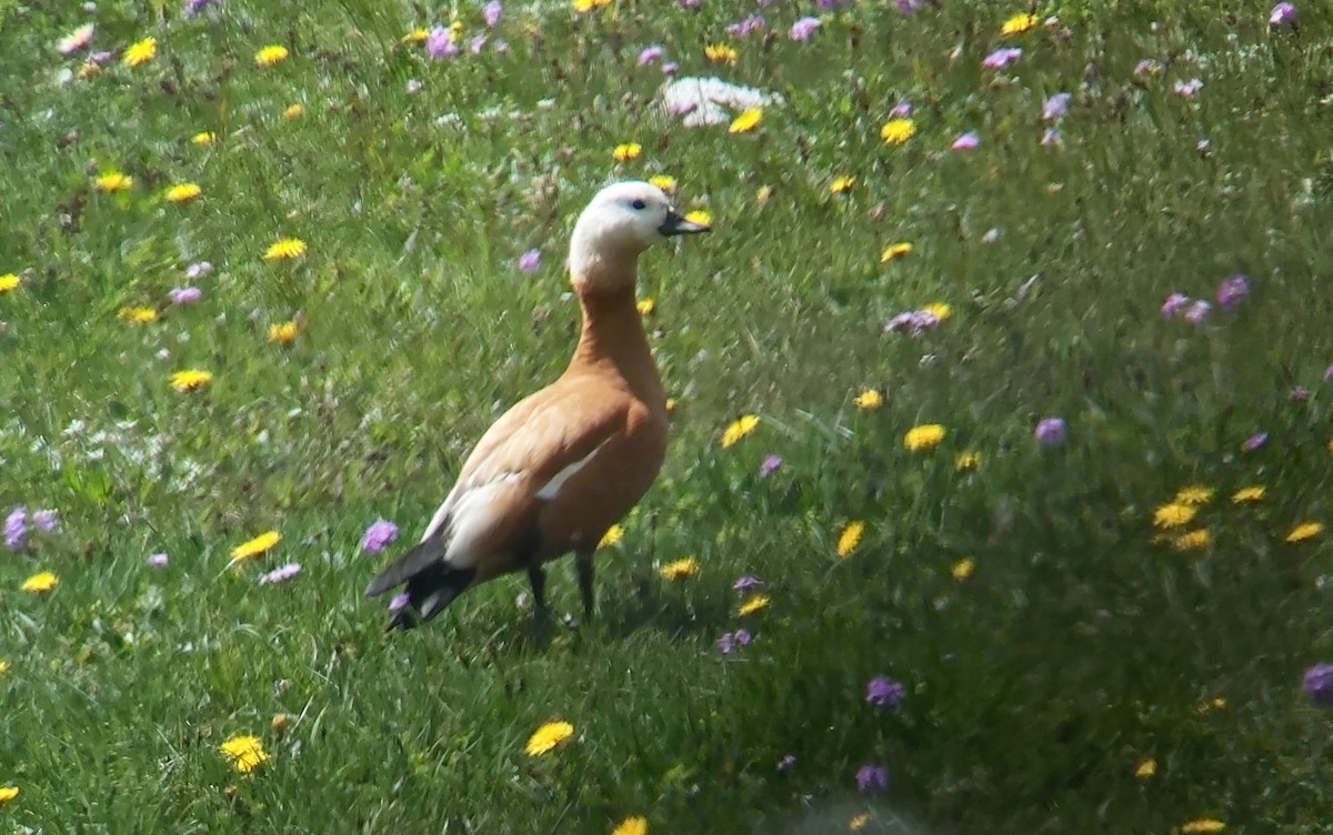 Ruddy Shelduck - ML620396239