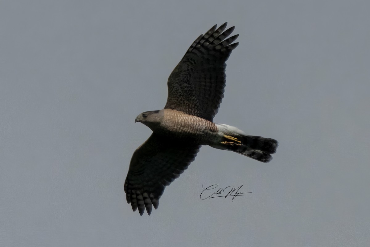 Cooper's Hawk - ML620396249