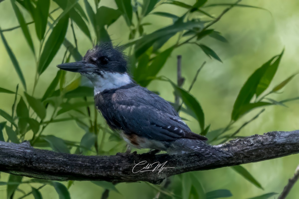 Belted Kingfisher - ML620396256