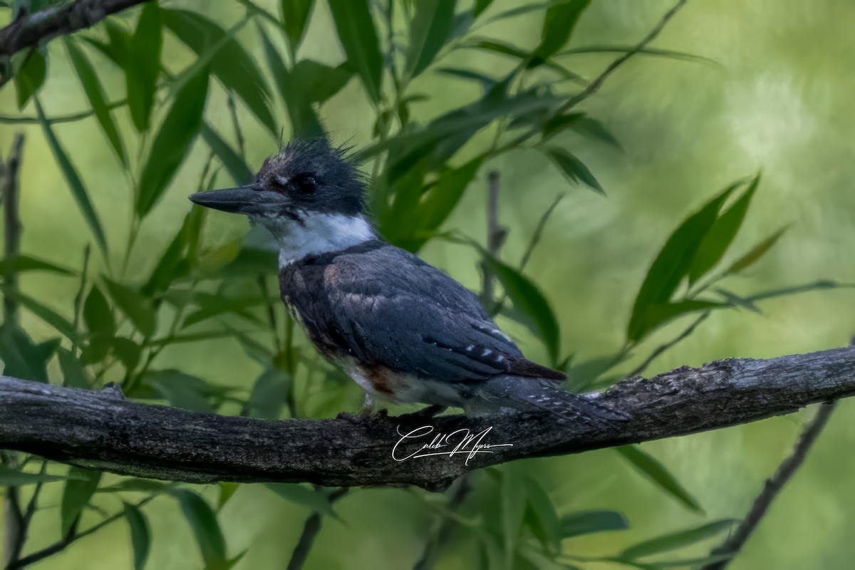 Belted Kingfisher - ML620396257
