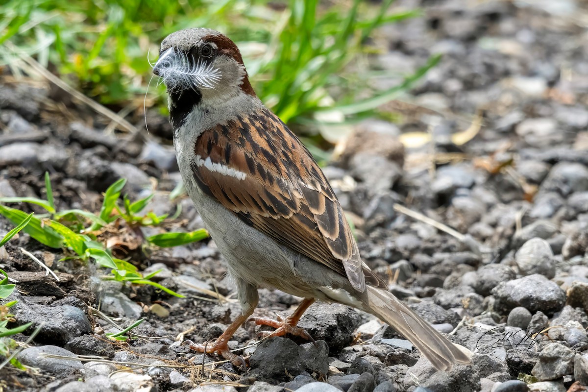 House Sparrow - ML620396263