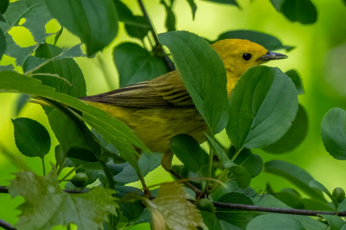 Yellow Warbler - ML620396268