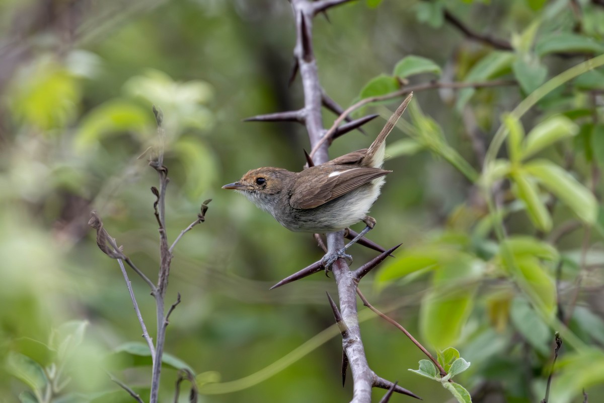 Fulvous-crowned Scrub-Tyrant - ML620396274