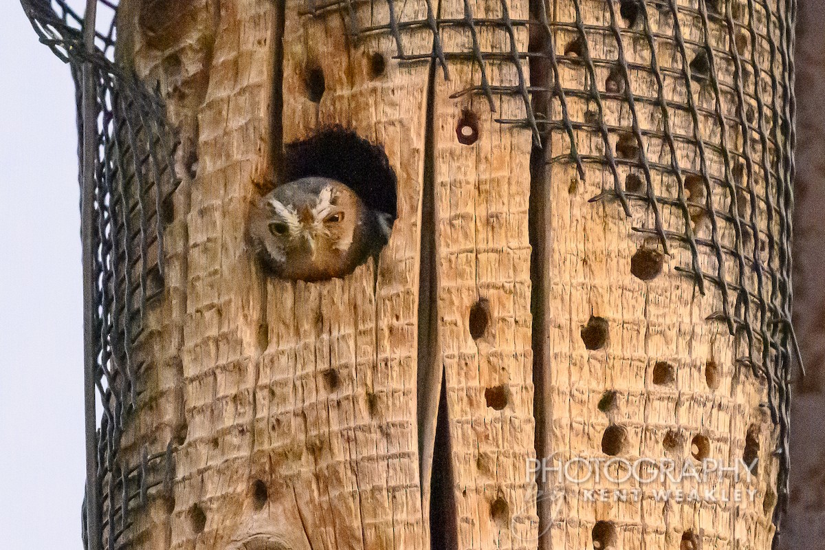 Chevêchette des saguaros - ML620396278