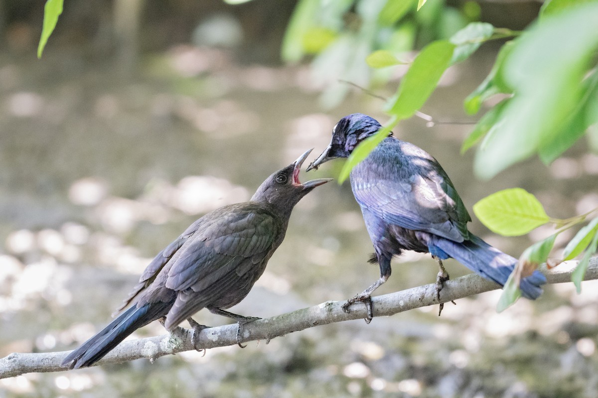 Common Grackle - ML620396281