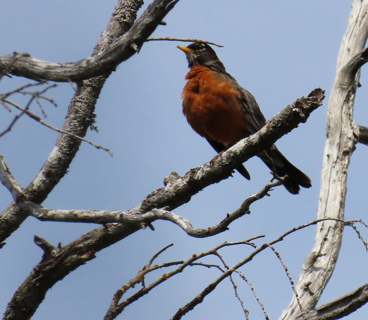 American Robin - ML620396283