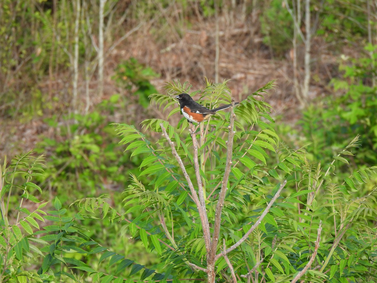 Eastern Towhee - Jeff&Jenn Joffray