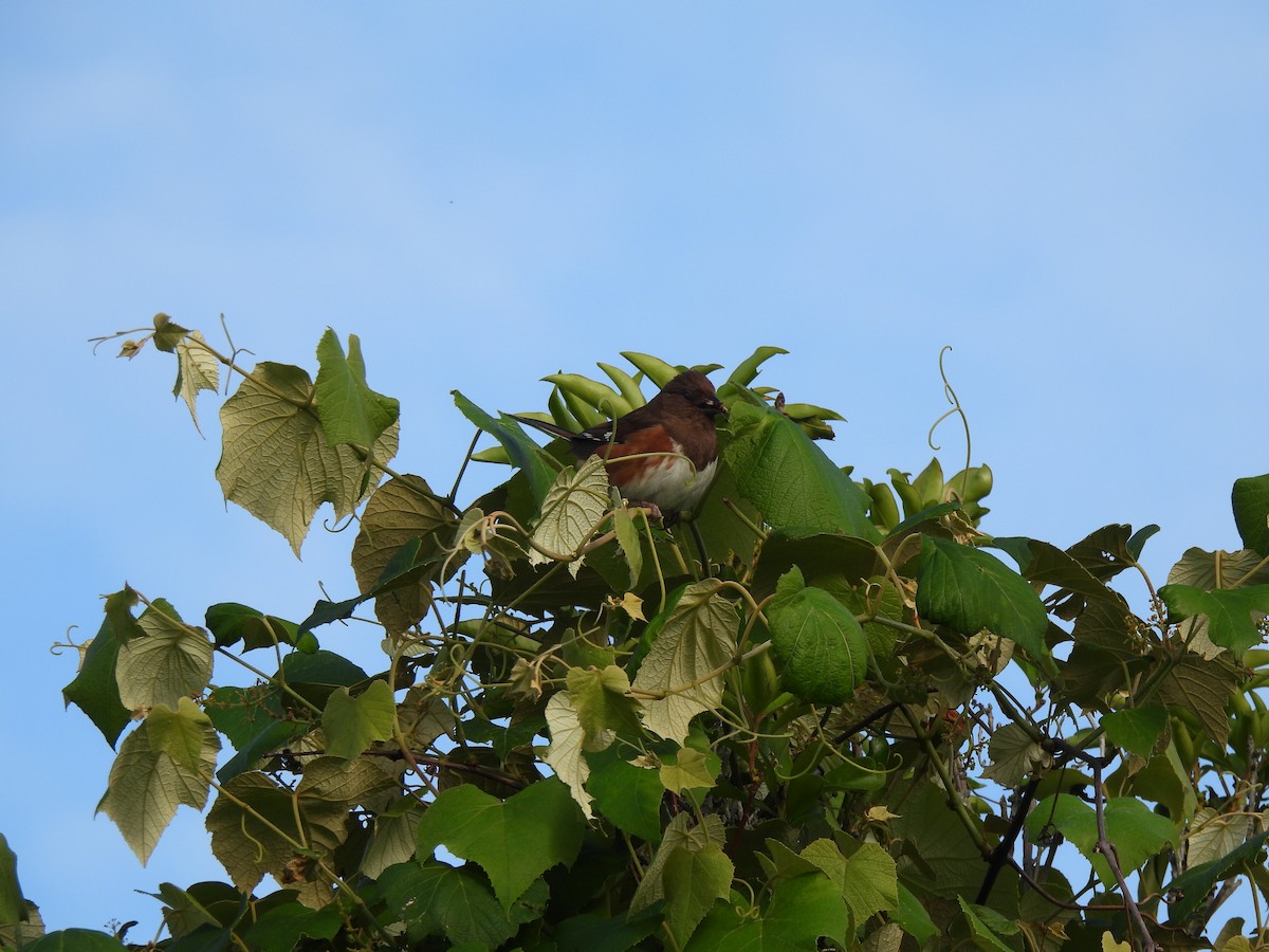 Eastern Towhee - ML620396288