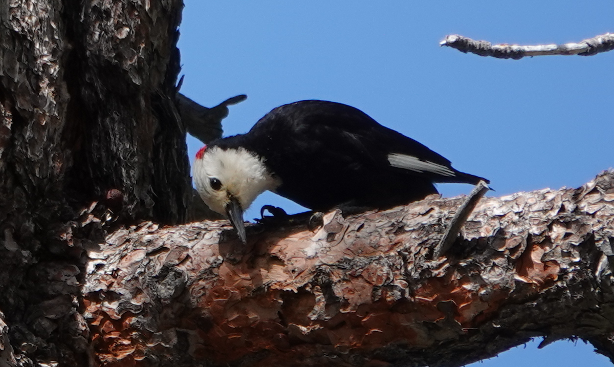 White-headed Woodpecker - ML620396300