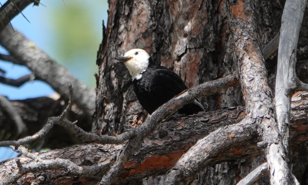 White-headed Woodpecker - ML620396301