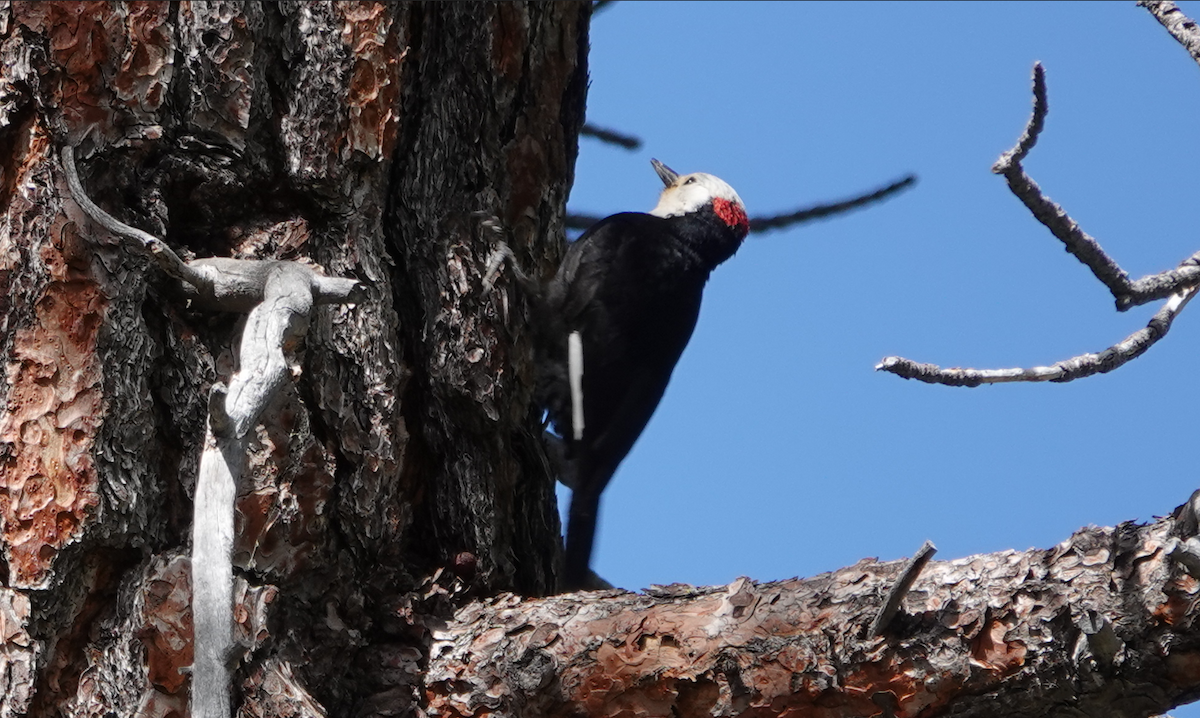 White-headed Woodpecker - ML620396302