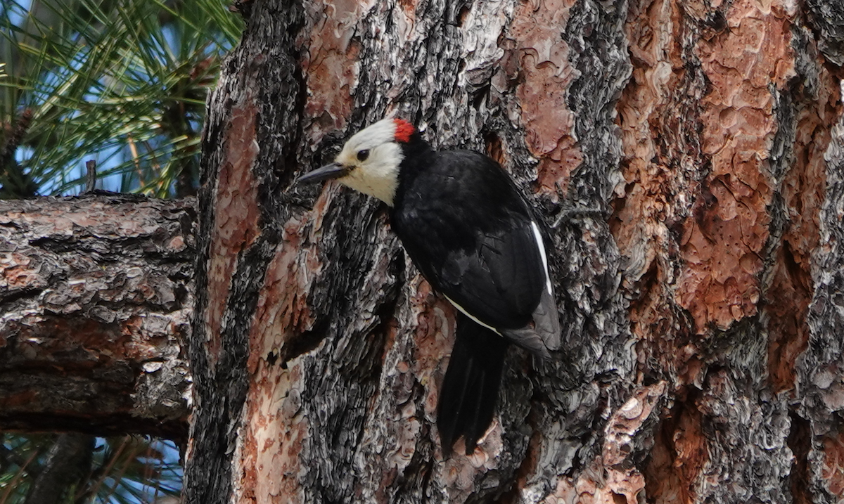 White-headed Woodpecker - ML620396303