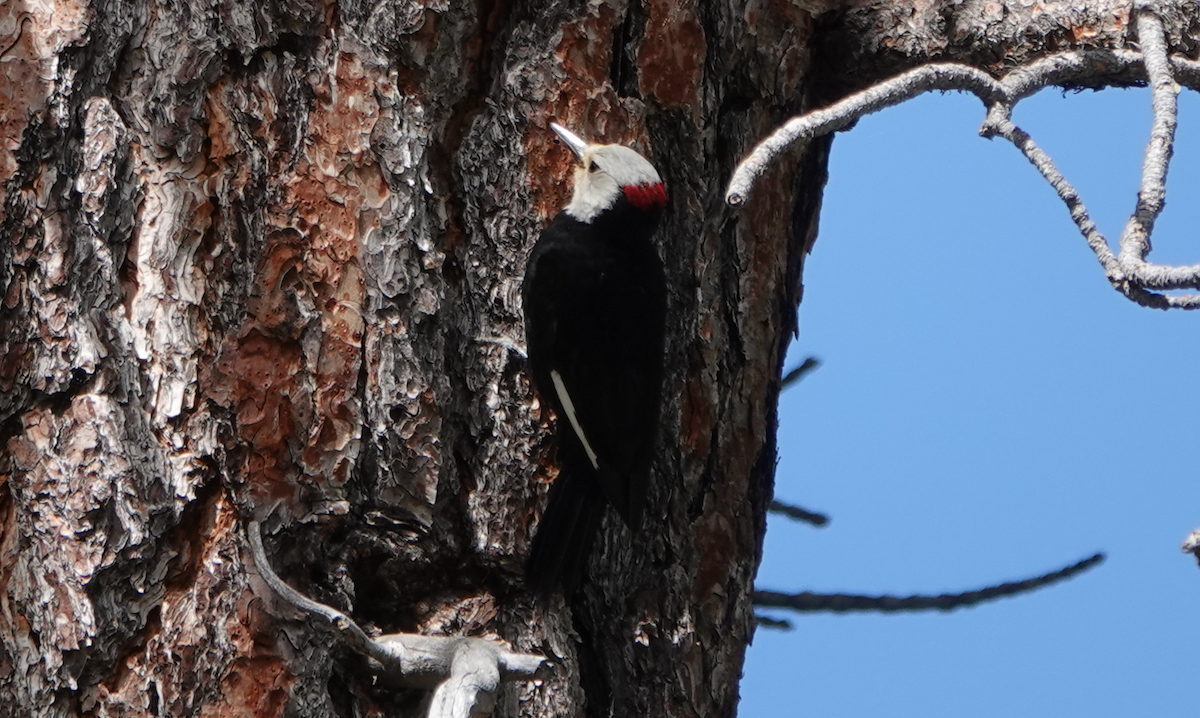 White-headed Woodpecker - ML620396304