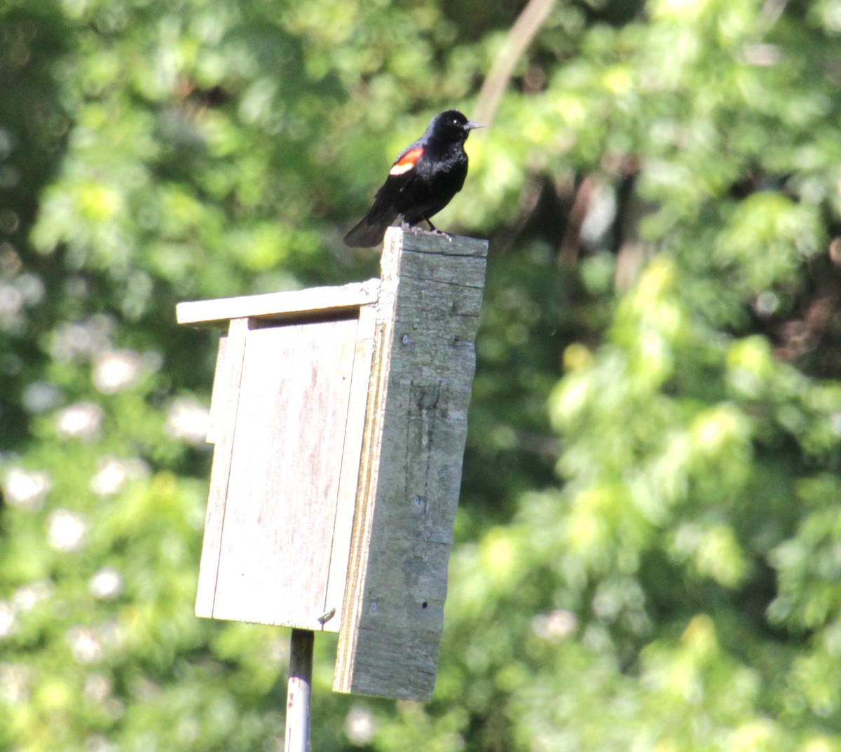 Red-winged Blackbird (Red-winged) - ML620396305