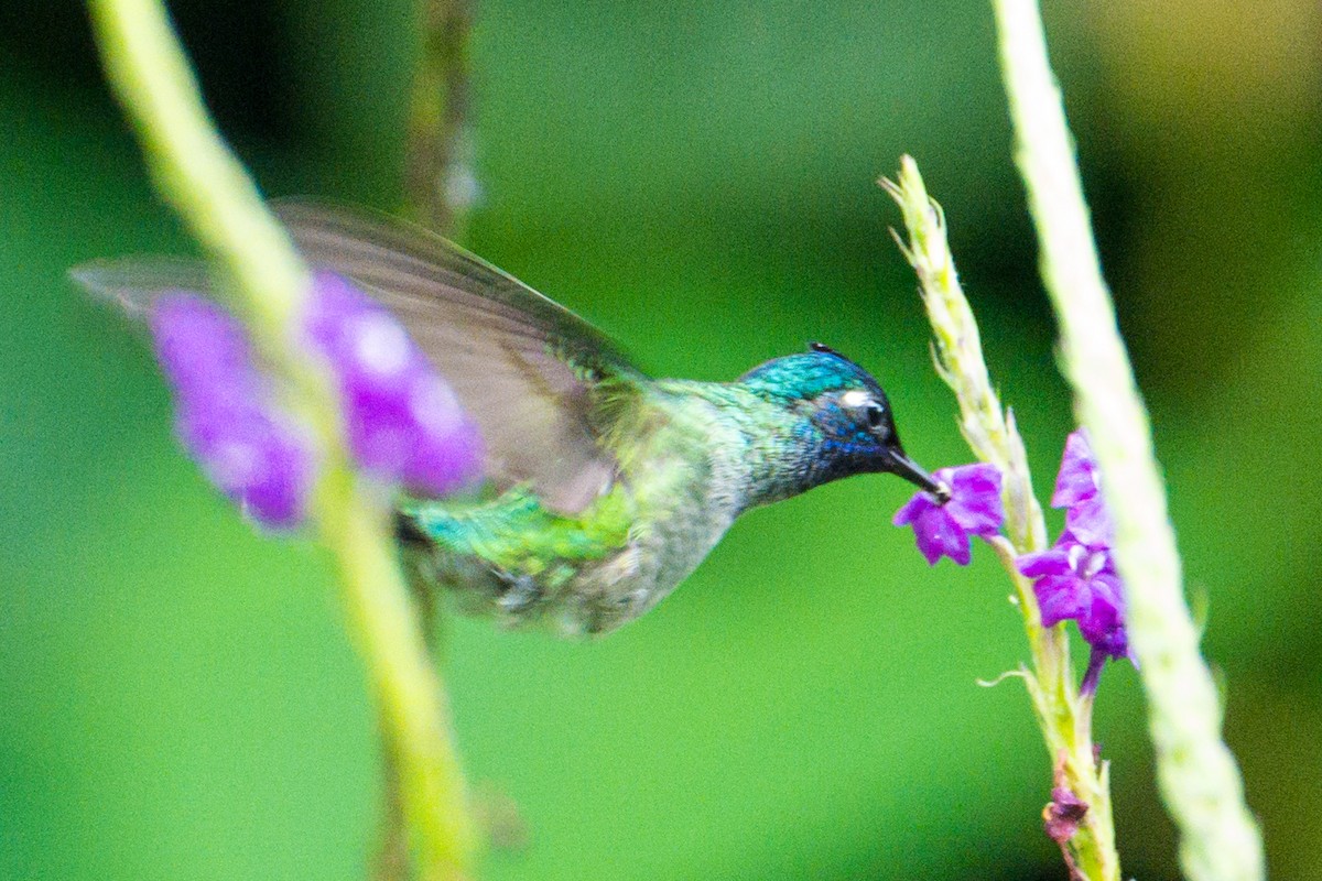 kolibřík fialovohlavý - ML620396315