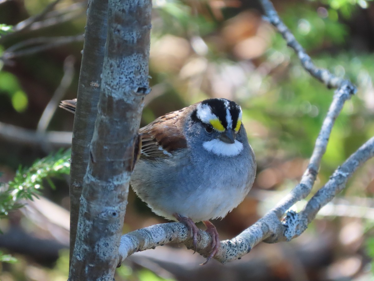 White-throated Sparrow - Patricia Lalonde