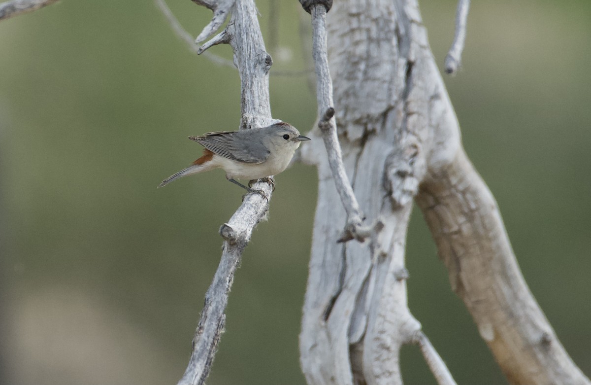 Lucy's Warbler - ML620396320
