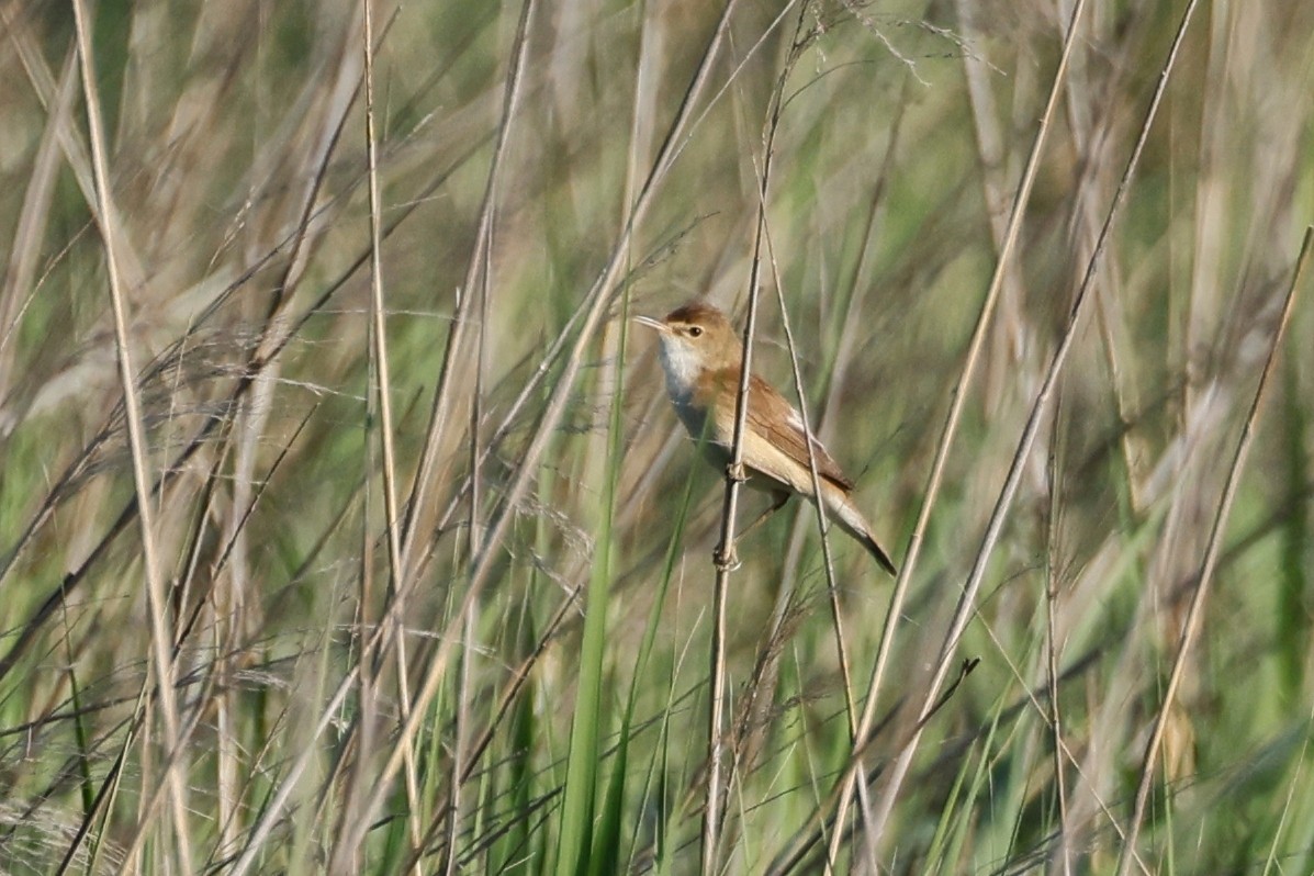 Common Reed Warbler - ML620396321