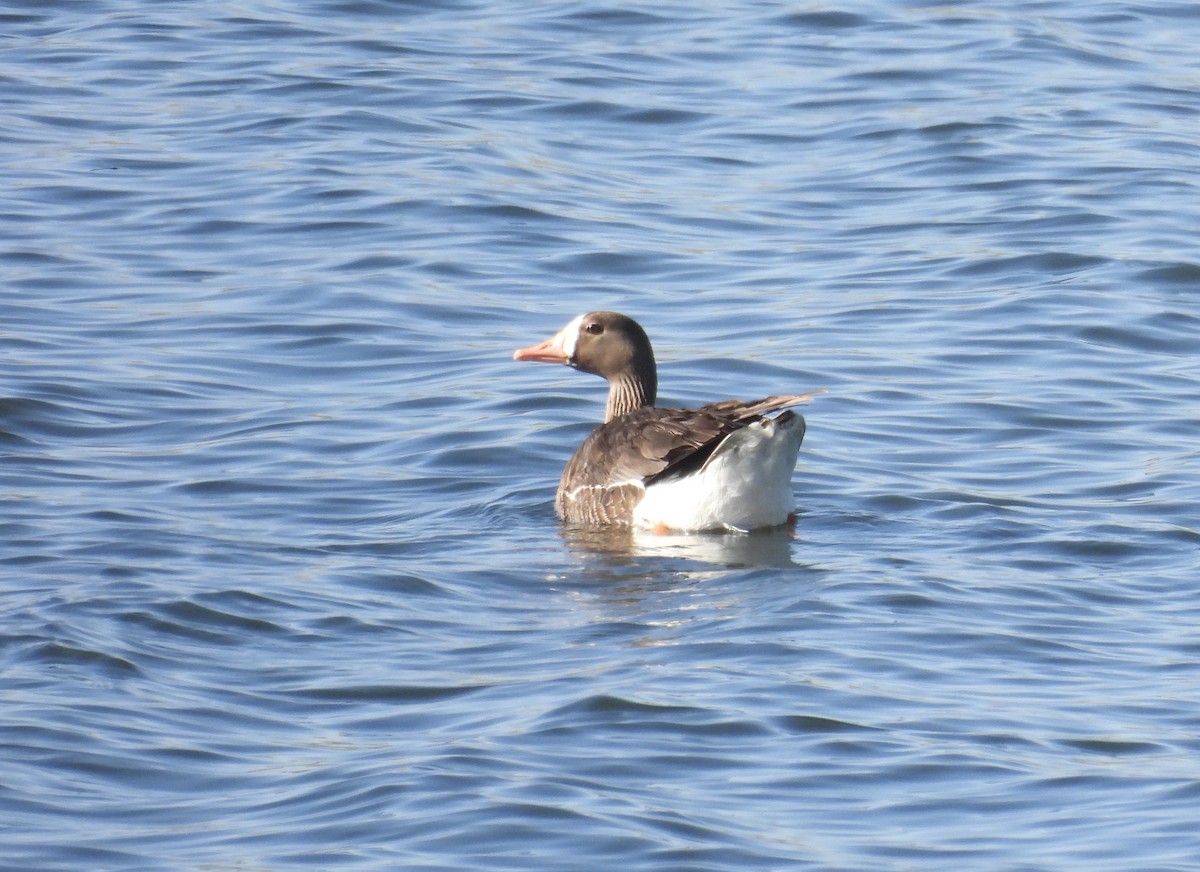 Greater White-fronted Goose - David Goodward
