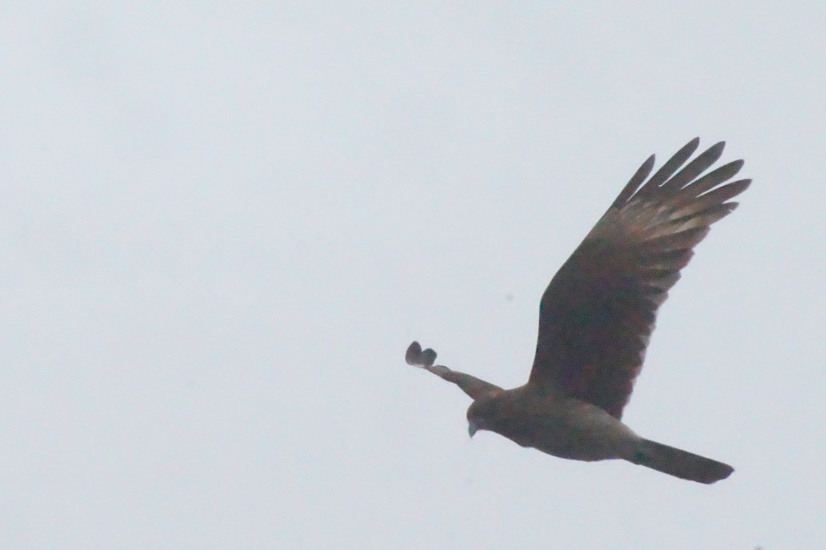 Caracara chimango - ML620396340