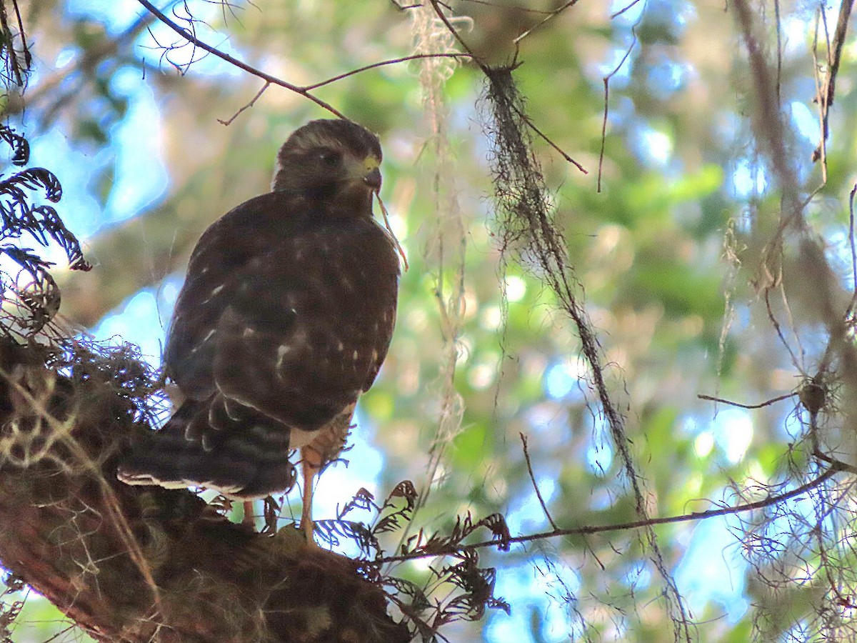 Red-shouldered Hawk - ML620396342