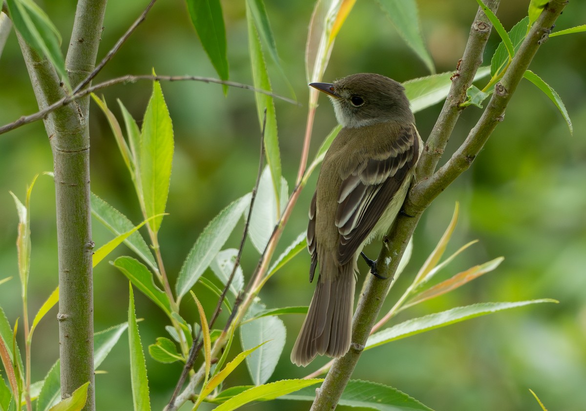 Least Flycatcher - Chad Berry