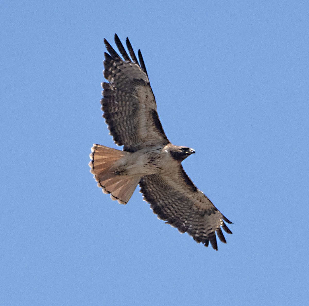 Red-tailed Hawk - ML620396348