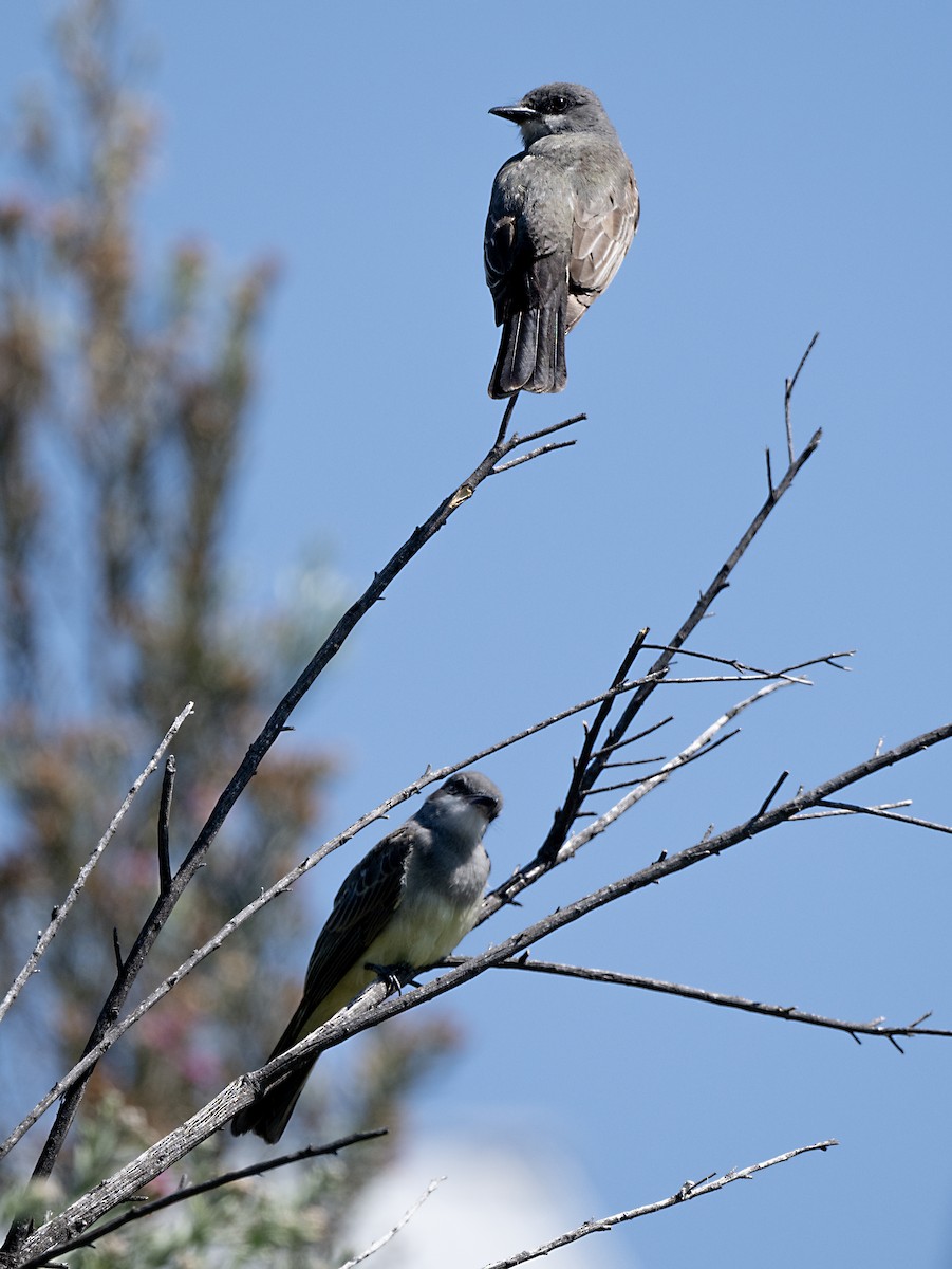 Cassin's Kingbird - ML620396353