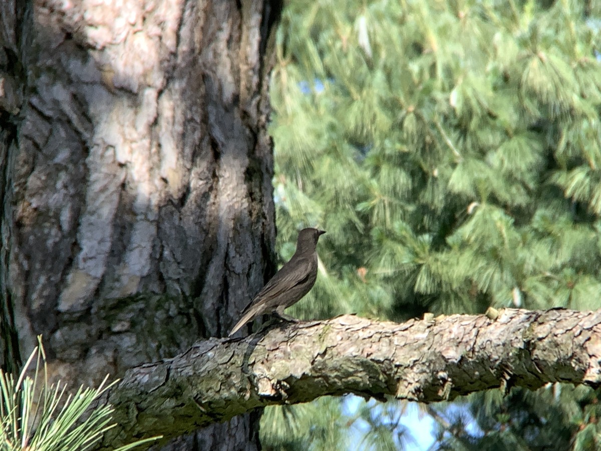 European Starling - ML620396354