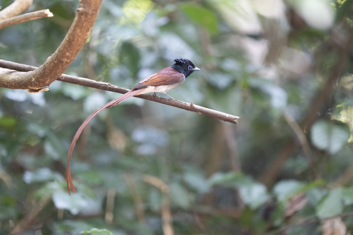 Amur Paradise-Flycatcher - Edward Zheng