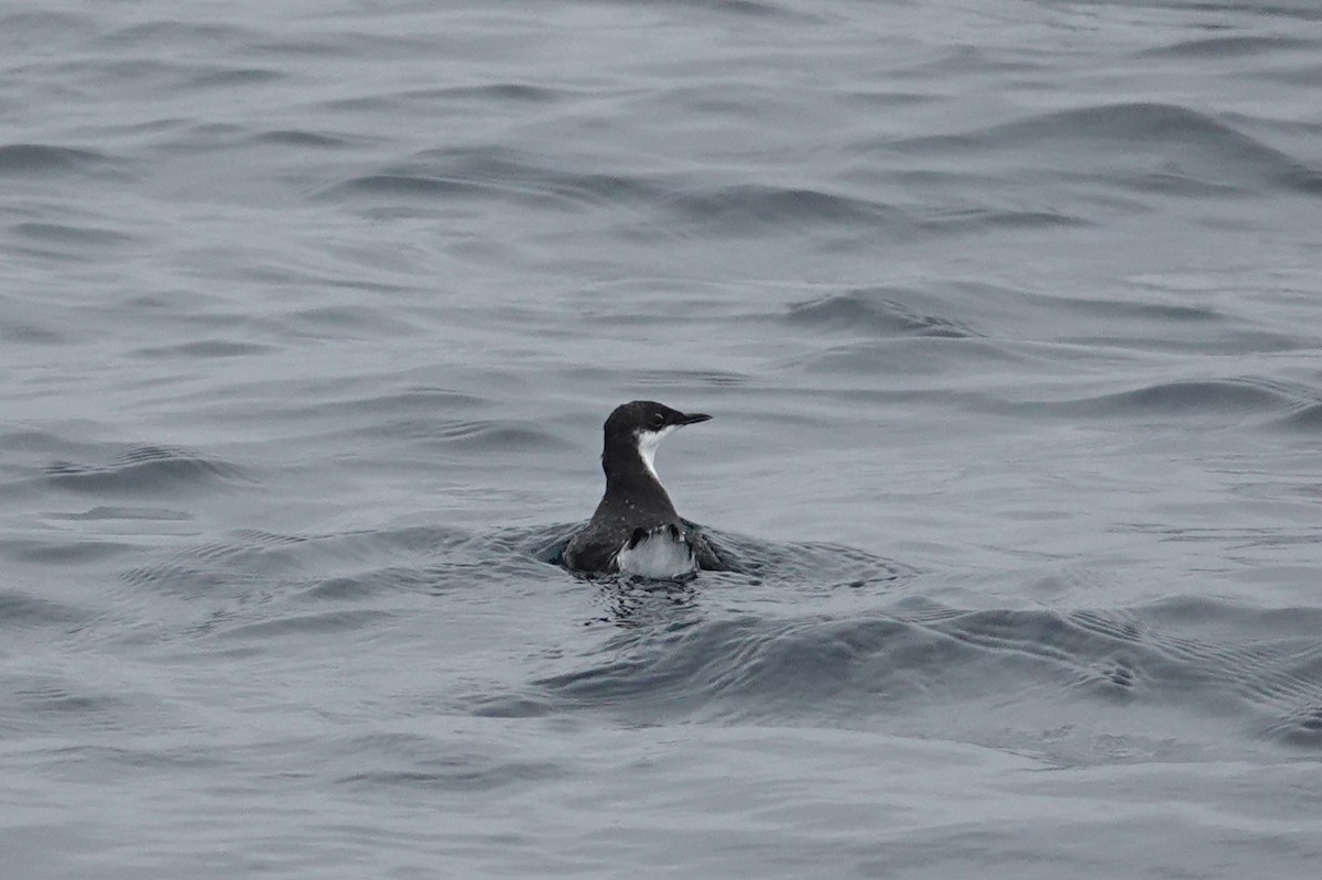 Craveri's Murrelet - ML620396364