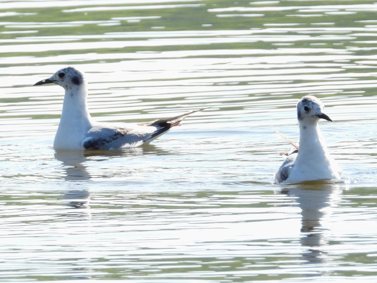 Mouette de Bonaparte - ML620396366