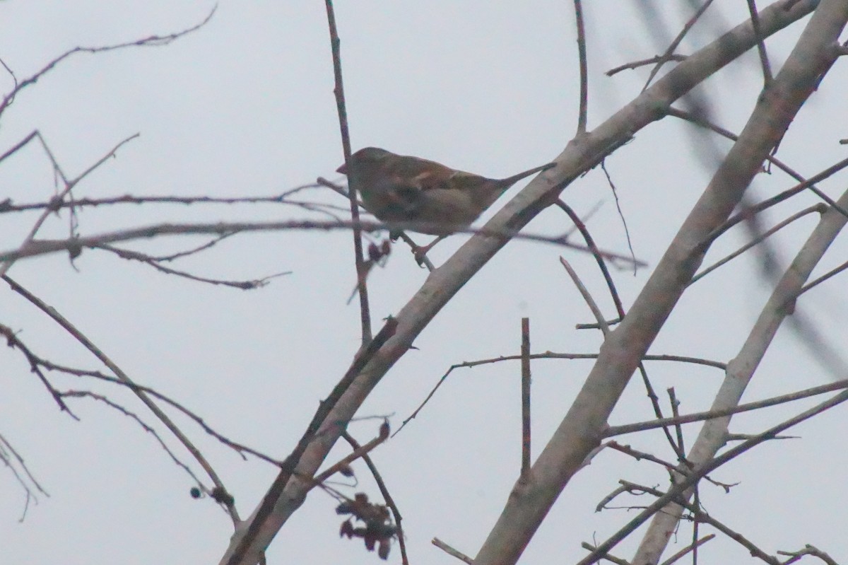 House Sparrow - ML620396369