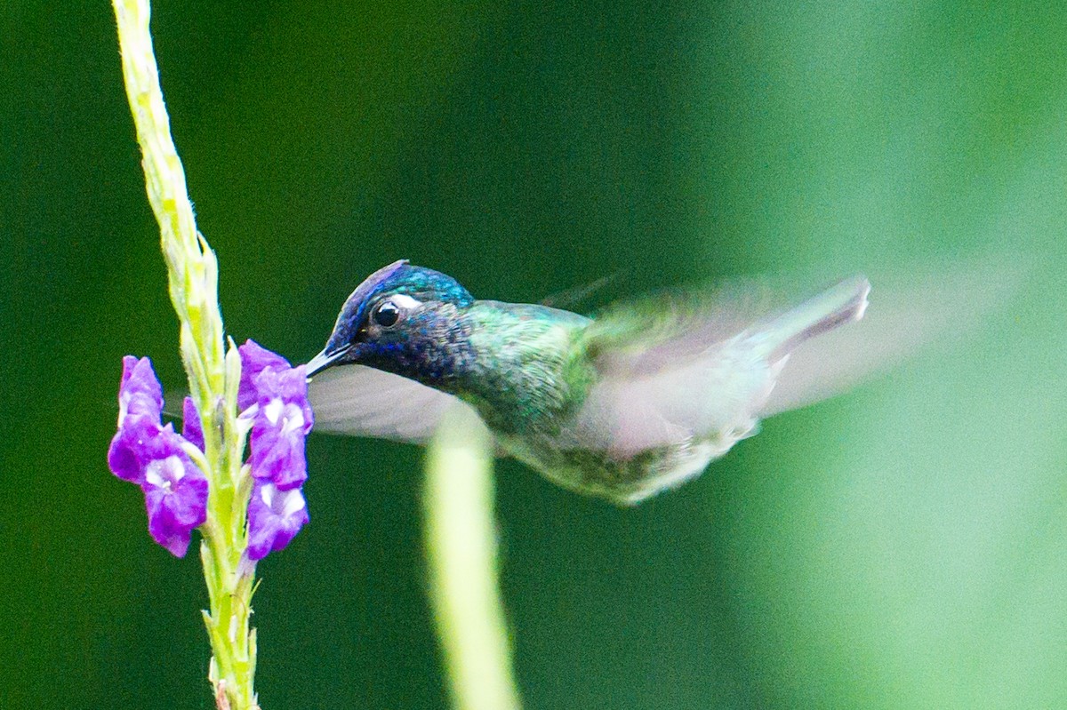 Colibri à tête violette - ML620396376