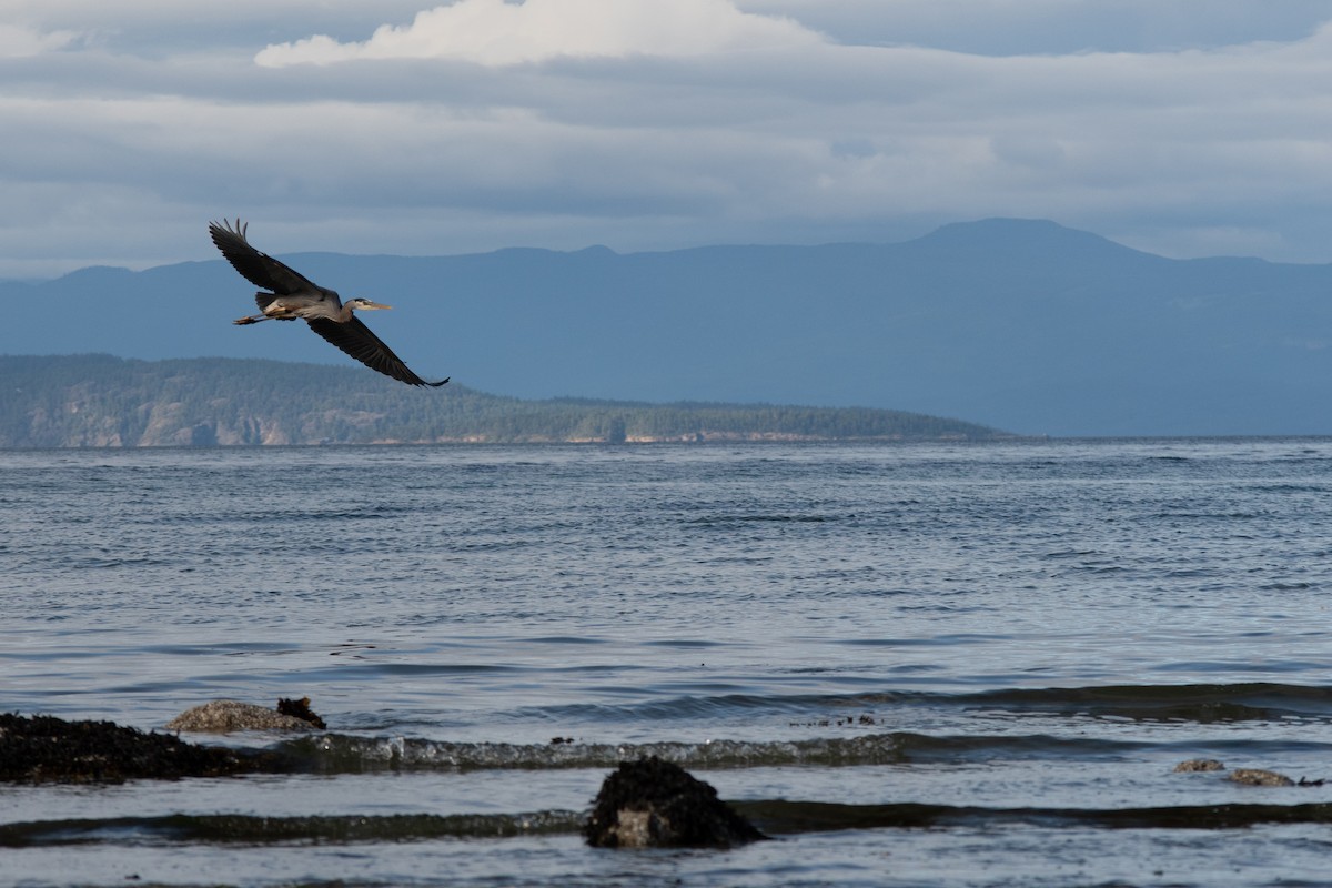 Great Blue Heron - ML620396389