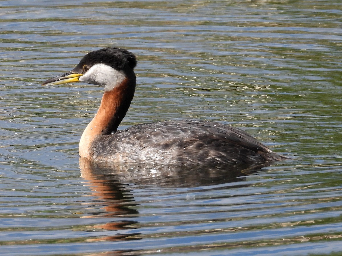 Red-necked Grebe - ML620396390