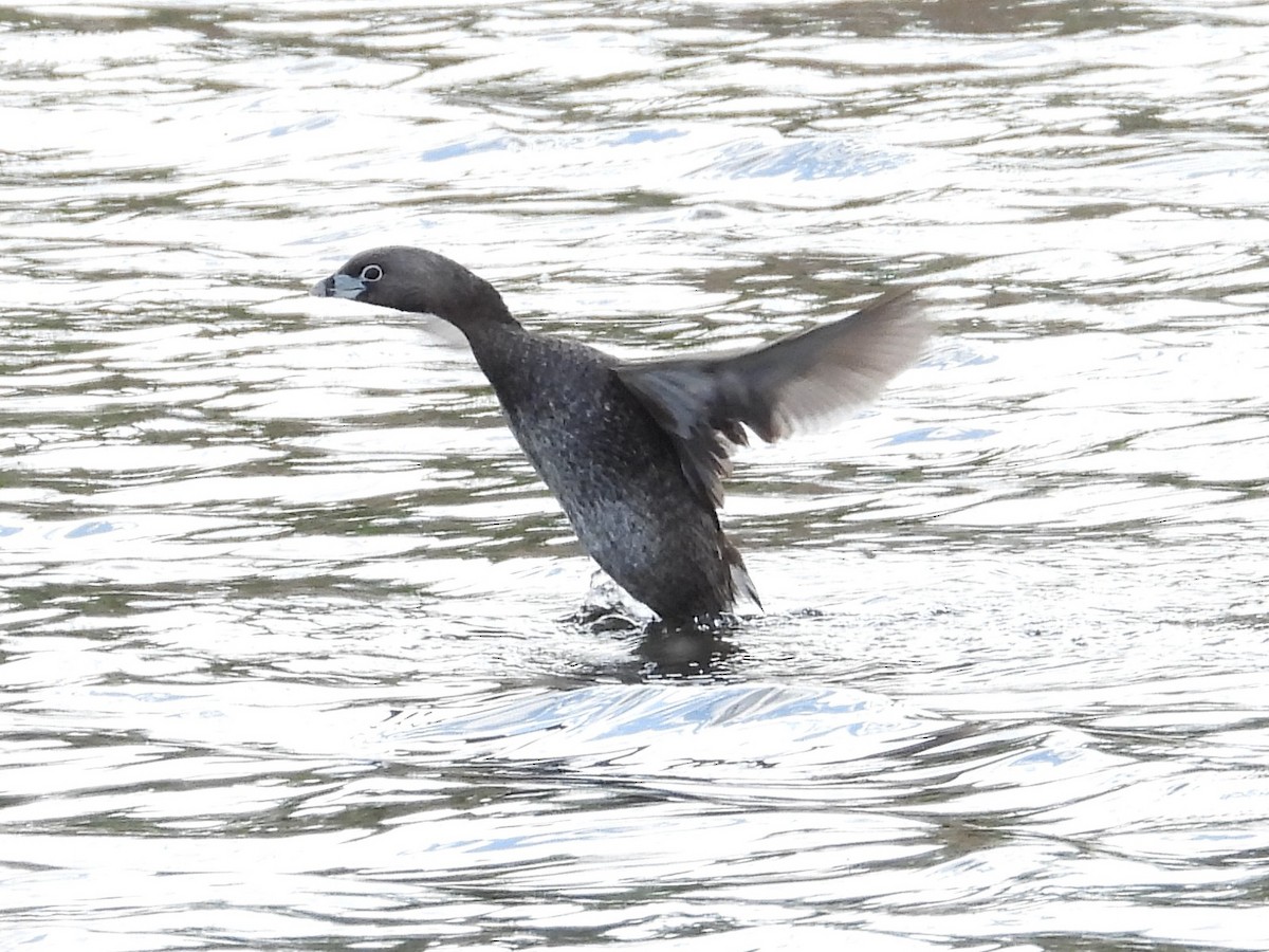 Pied-billed Grebe - ML620396392