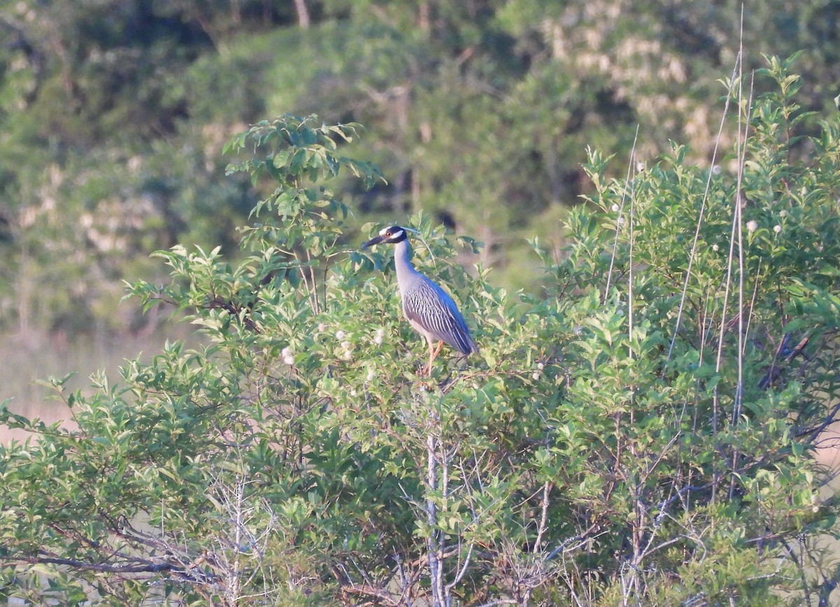 Yellow-crowned Night Heron - ML620396393